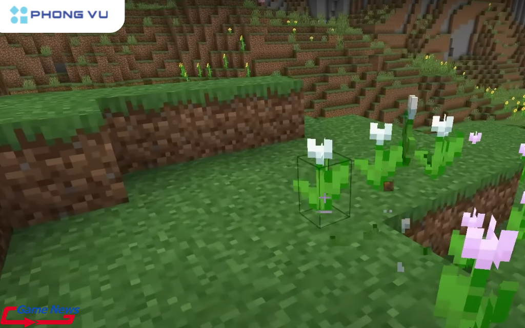 Hoa tulip trắng lại cho màu nhường xám nhạt